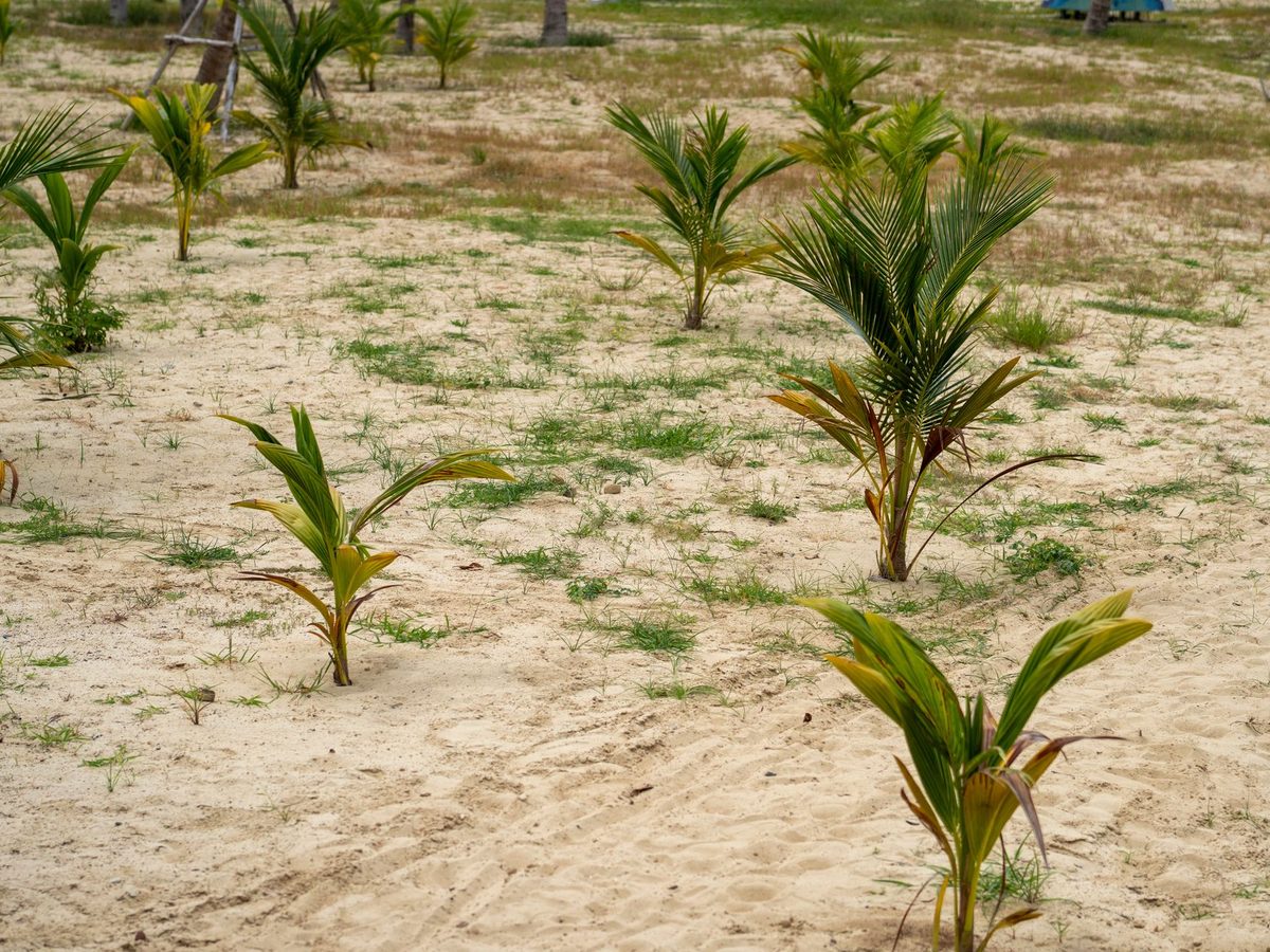 Young palms establishing in the sand beds