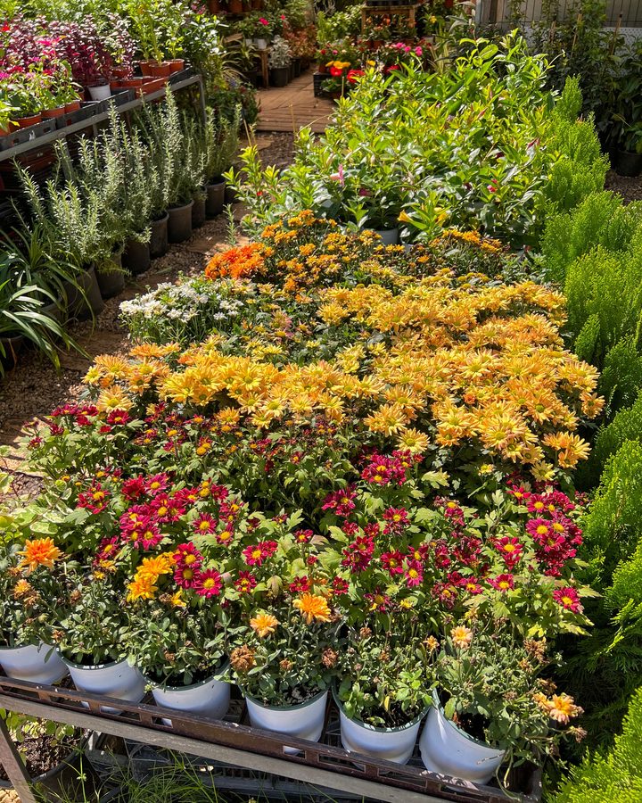 Fruit & Blooms