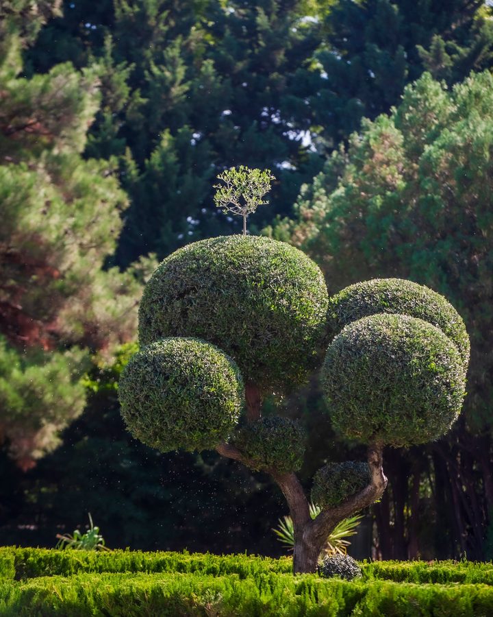 Ornamental Topiary