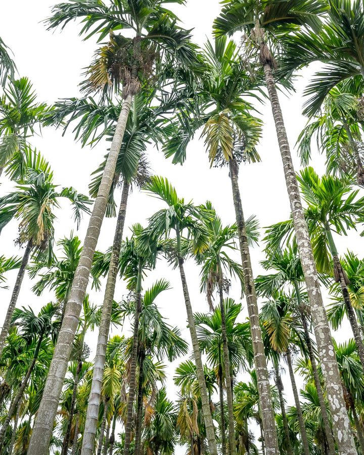 Palms & Exotics