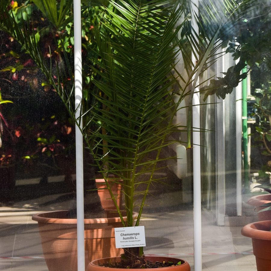 Golden Cane Cluster — Chrysalidocarpus lutescens