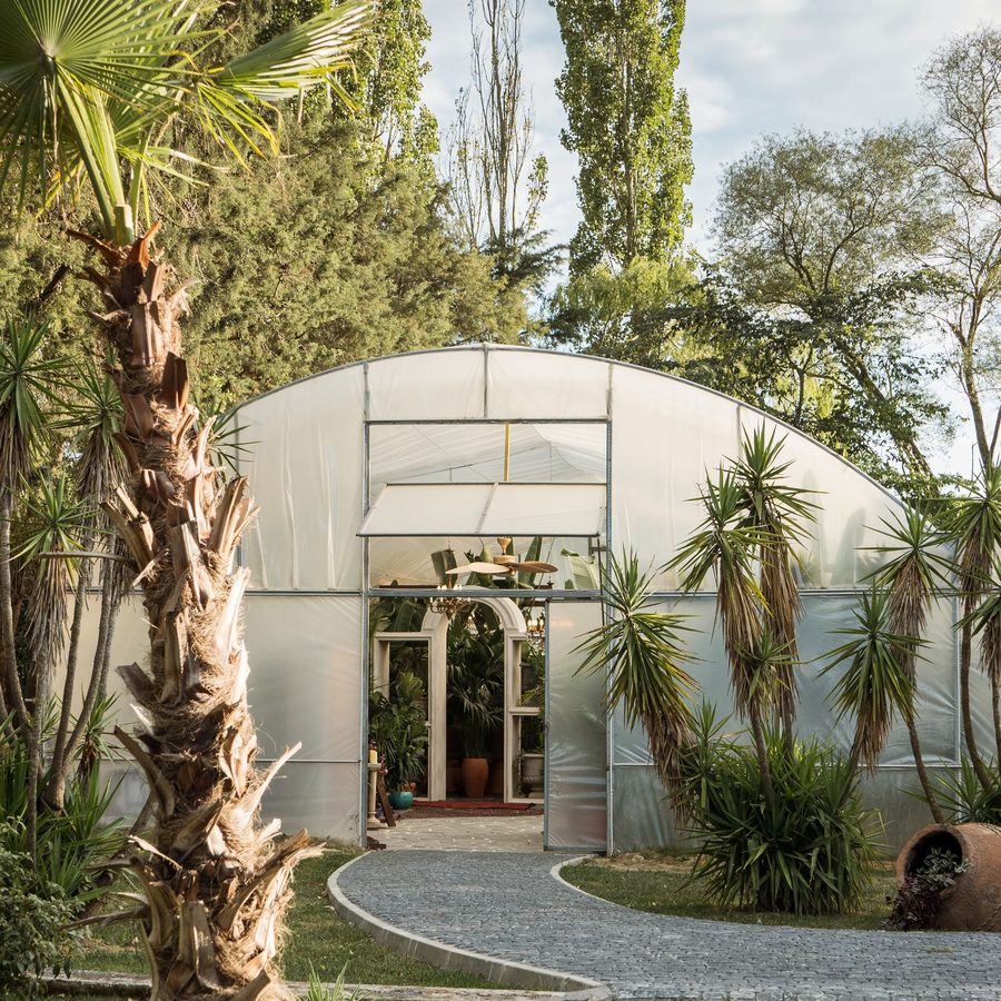 Royal Palm Avenue — Roystonea regia